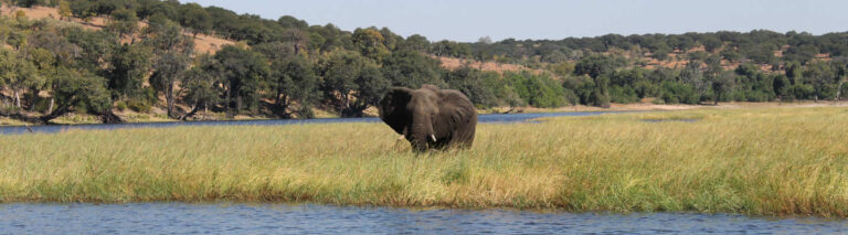 Greenpeace Zambia Report