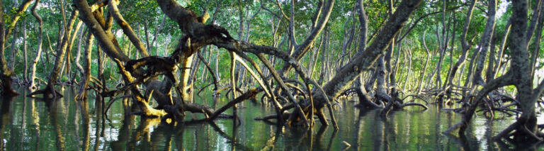 Senegal mangroves