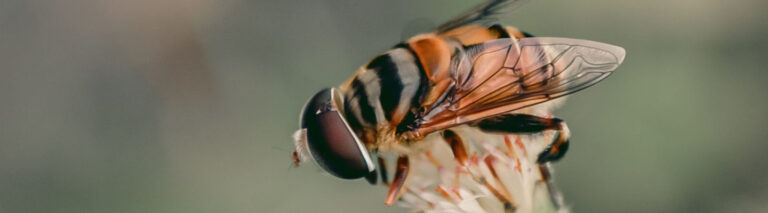 Bee pollinating flower, Biodiversity