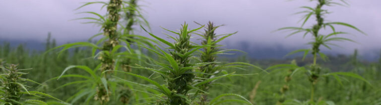 Hemp, Clarenda Stanley