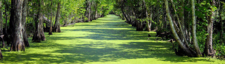 Nature-based Solutions, swamps