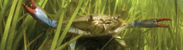 Seagrass meadow and crab