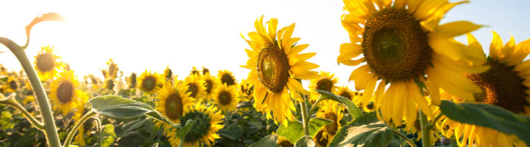 Building Farm Resilience