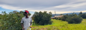 Local stakeholders in a community avocado farm in Tanzania