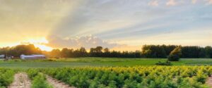 farmers