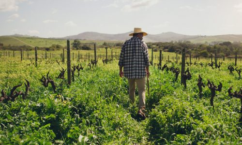 Nature, back of black man farmer and on a farm working with a hat. Agriculture or countryside environment, sustainability and rear view of male person checking plants or vegetables for inspection.