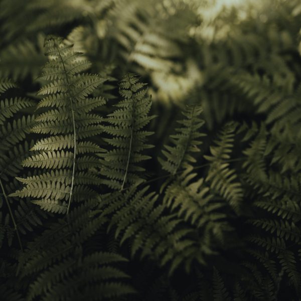 Cutting fern leaves in green (selective focus)