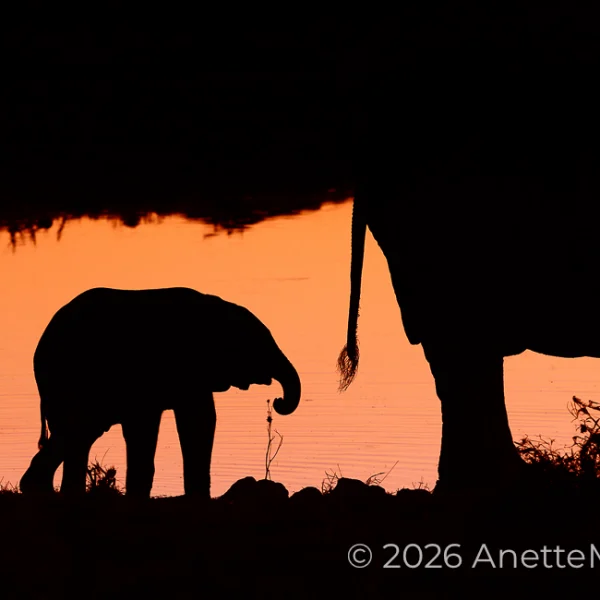An African elephant calf is between two elephants as a silhouette — orange color of the sunset.