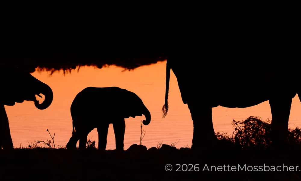 An African elephant calf is between two elephants as a silhouette — orange color of the sunset.