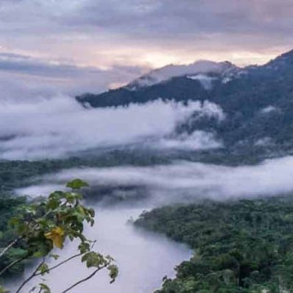 Amazon-Ecuador-Rainforest-Guide-for-a-Inforgettable-Jungle-Adventure