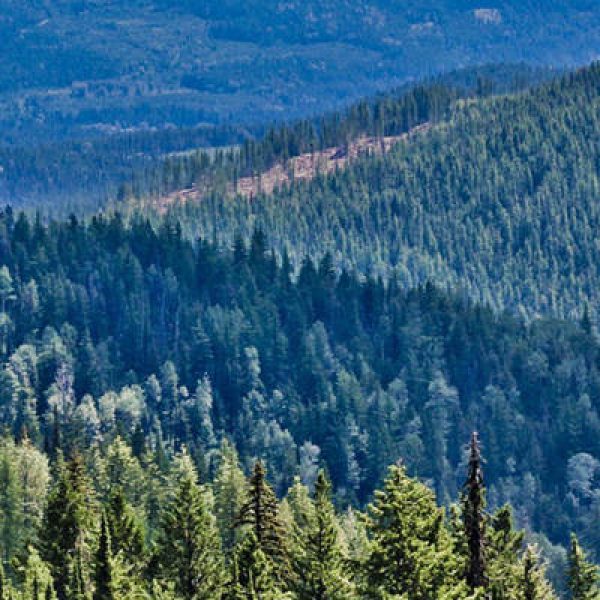 Boreal-Forest