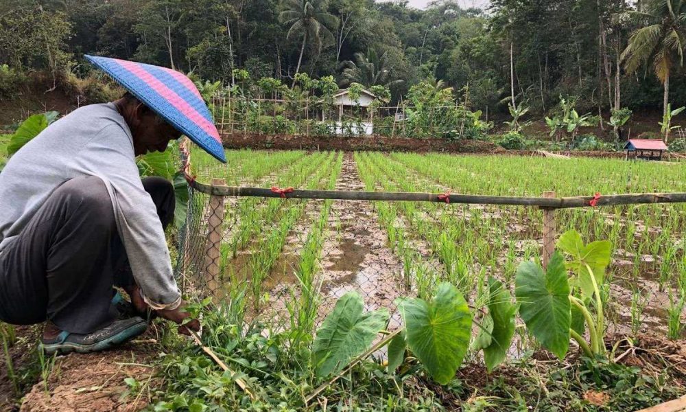 Indonesia_optimized_more