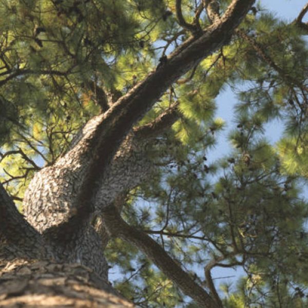 Loblolly-pine-blog