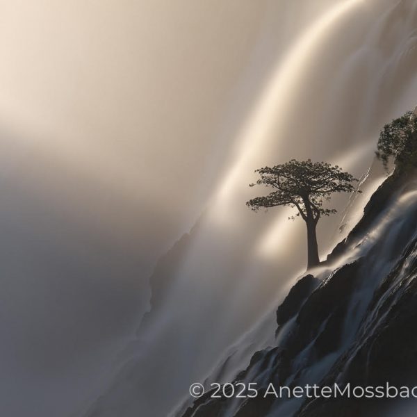 A beautiful Baobab tree is standing between the waterfalls in this fine art landscape photograph.
