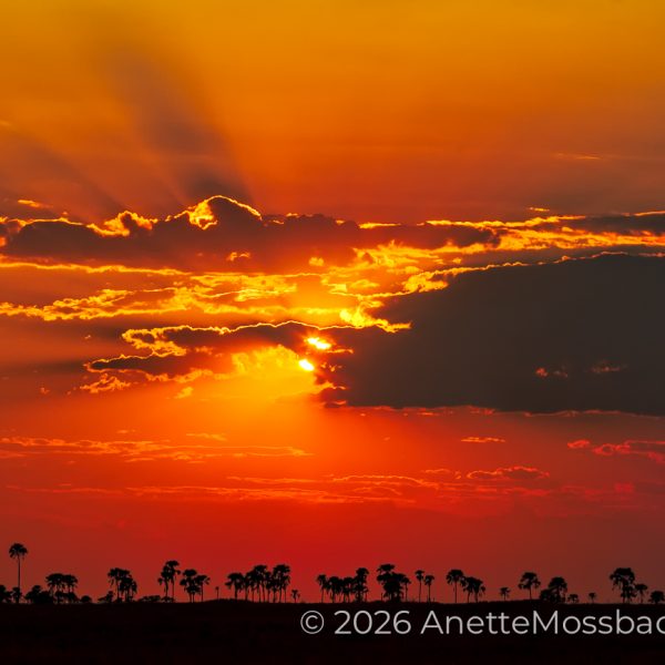 A sunset landscape photograph of the Makgadikgadi Salt Pan. Storm clouds above largest pans on earth.