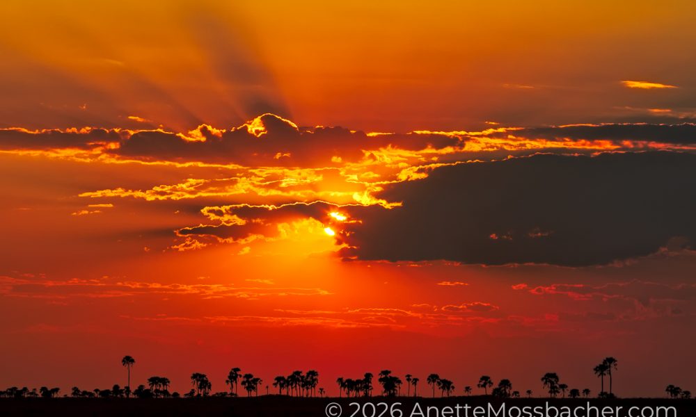 A sunset landscape photograph of the Makgadikgadi Salt Pan. Storm clouds above largest pans on earth.