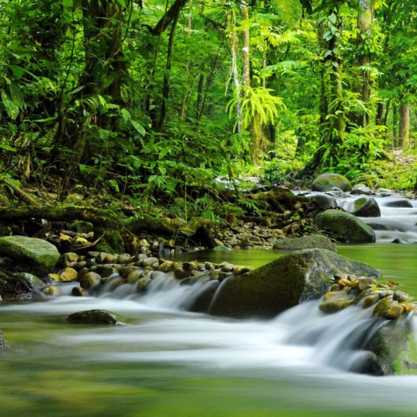 Tropical-rain-forest-Mountain-stream-rocks-water-trees-nature-greenery-a-place-for-relaxation-2560x1600-1920x1080