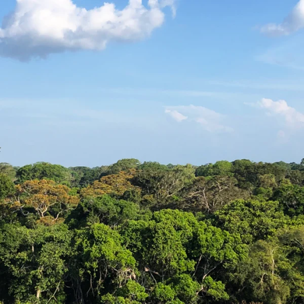 amazon-in-brazil