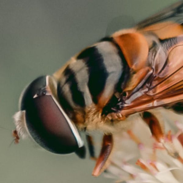 Bee pollinating flower, Biodiversity