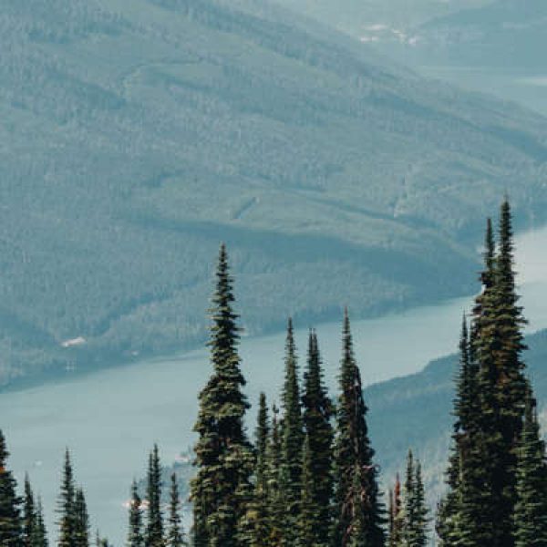 Invest, Canadian Forest