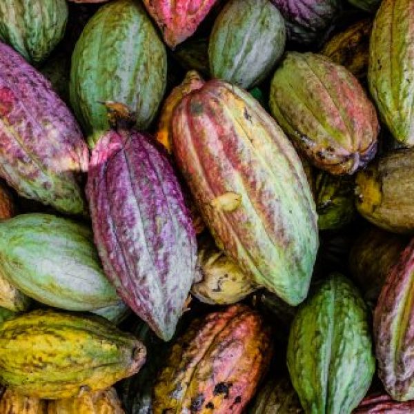 cocoa pods