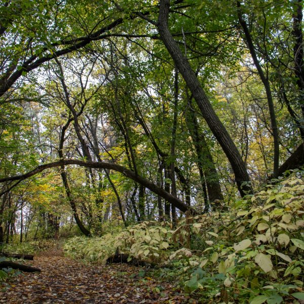 corey-schleining-NZBUOFdOs6w-unsplash