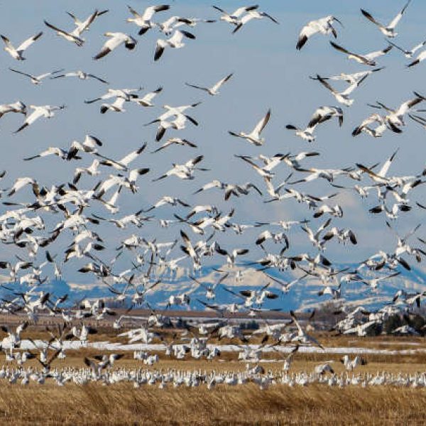 flock-of-birds