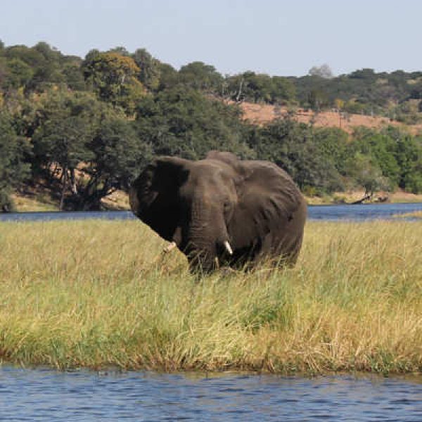 Greenpeace Zambia Report