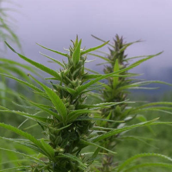 Hemp, Clarenda Stanley