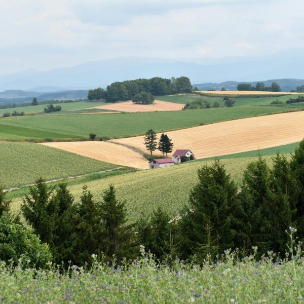 North Carolina Agricultural Fields with a Farmer House