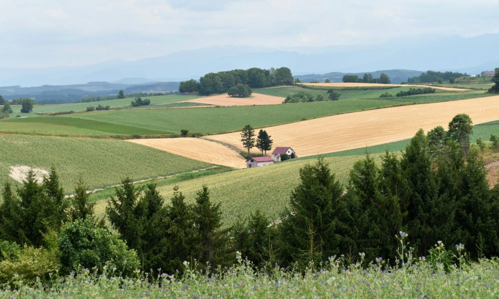 North Carolina Agricultural Fields with a Farmer House