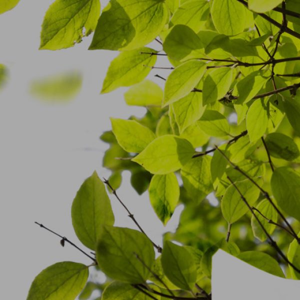 Double exposure portrait of young woman and tree branches with leaves.
