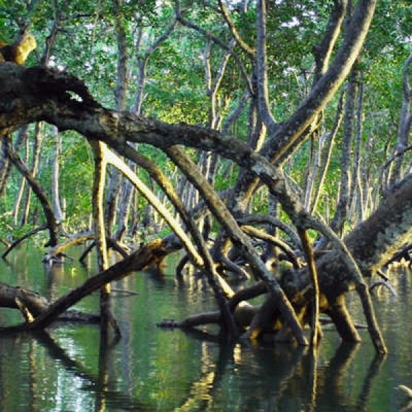 Senegal mangroves