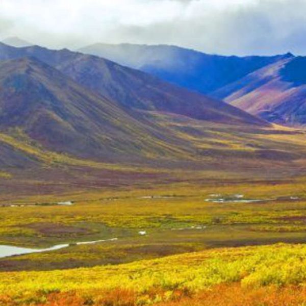 northwest-territories-forest