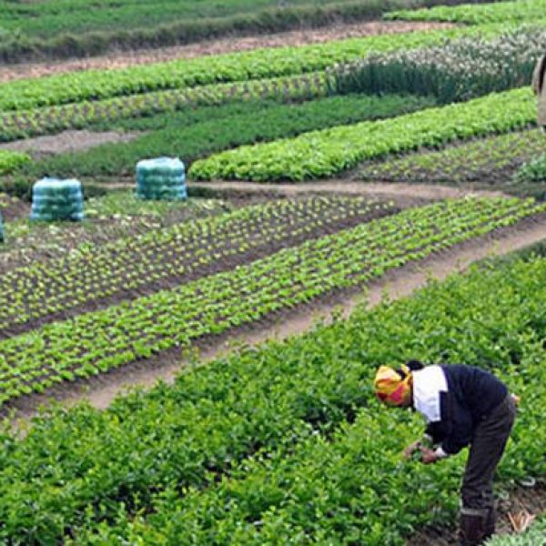 organic-farming