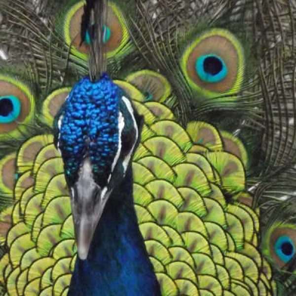 peacock