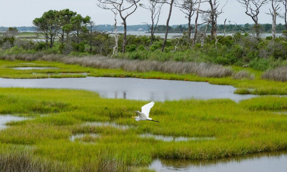 sara-cottle-NFVkQMmHXMU-unsplash