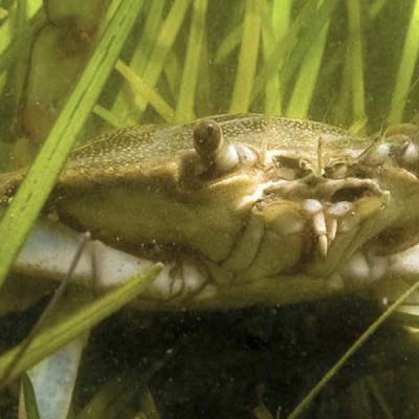 Seagrass meadow and crab