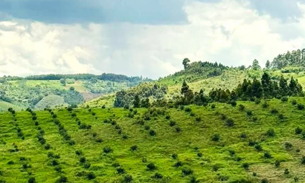 shovel-ready-hillside-header