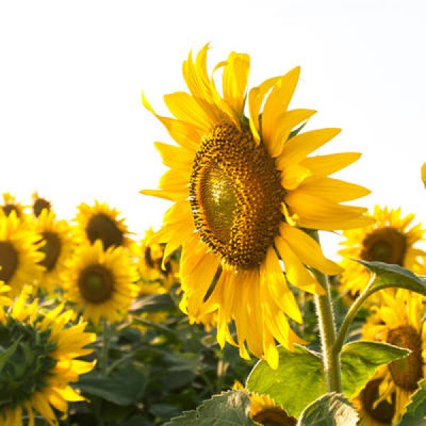 Building Farm Resilience