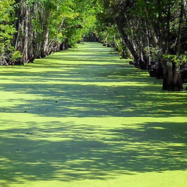 Nature-based Solutions, swamps