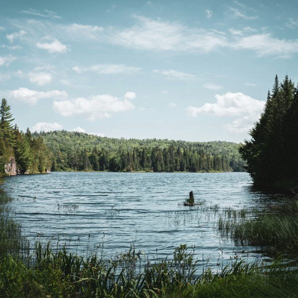 Image of Nature, a lake surrounded by evergreen trees